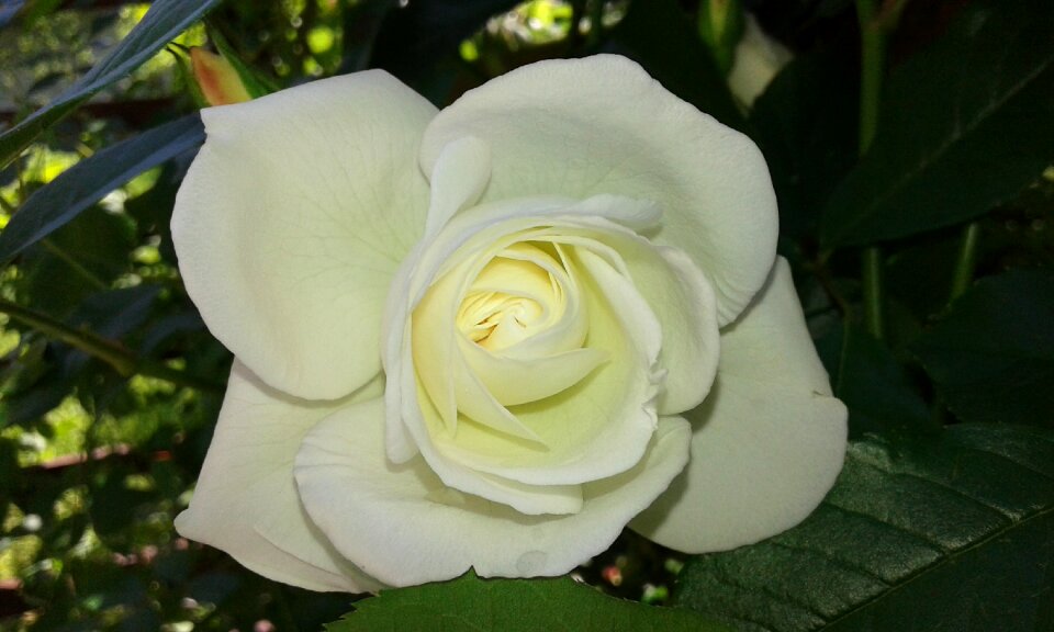 White rose nature love
