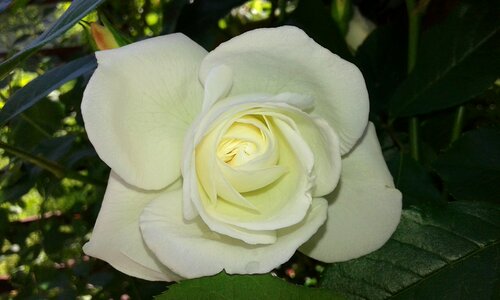 White rose nature love photo