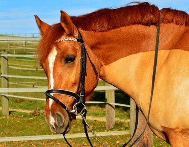 Meadow gentle brown horse photo