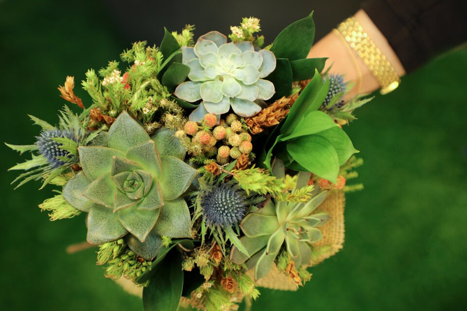 Leaf garden succulent plants