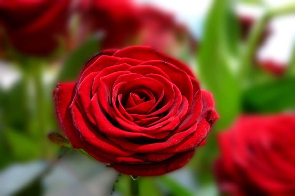 Red rose valentine's day love symbol