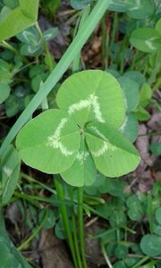 Symbol plant irish