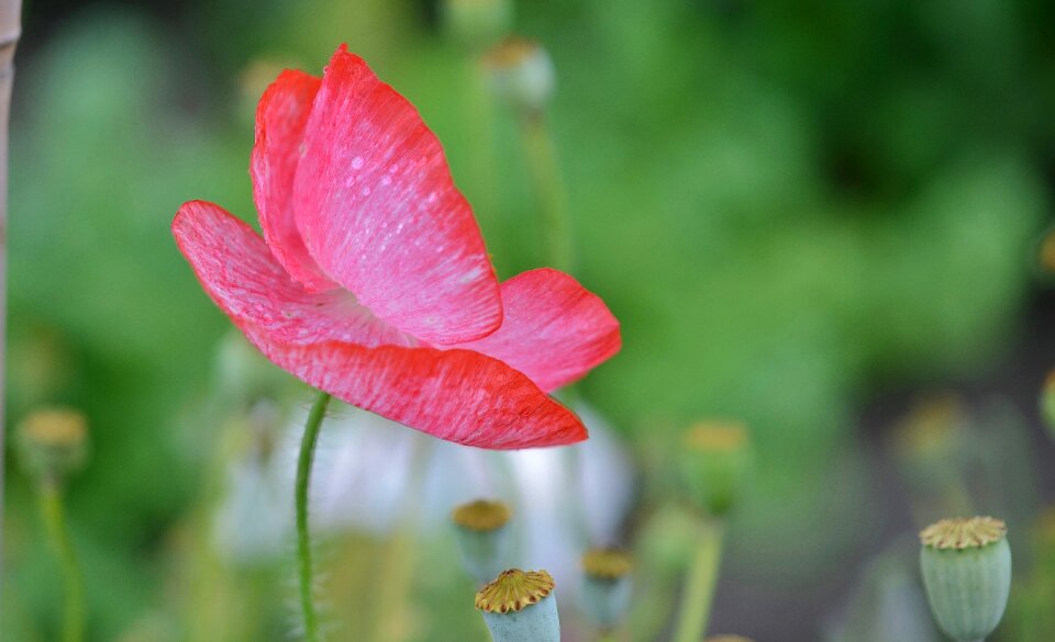Spring floral summer