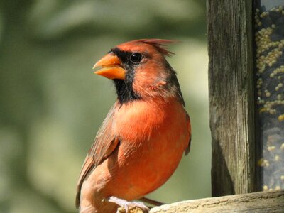 Red bird close up wildlife photo