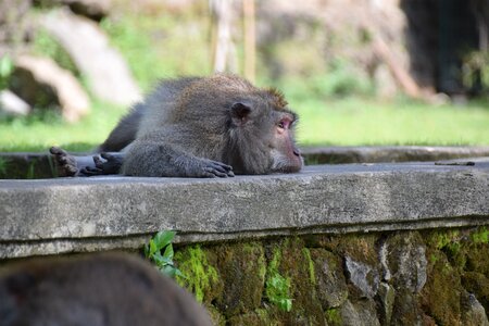 Animal portrait beast primate