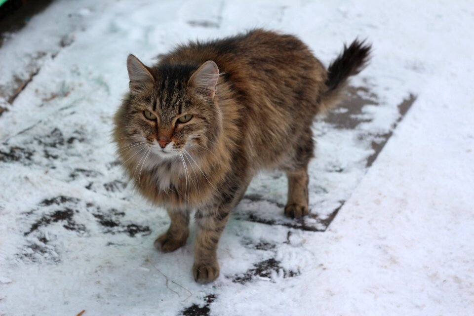 Pets siberian cute