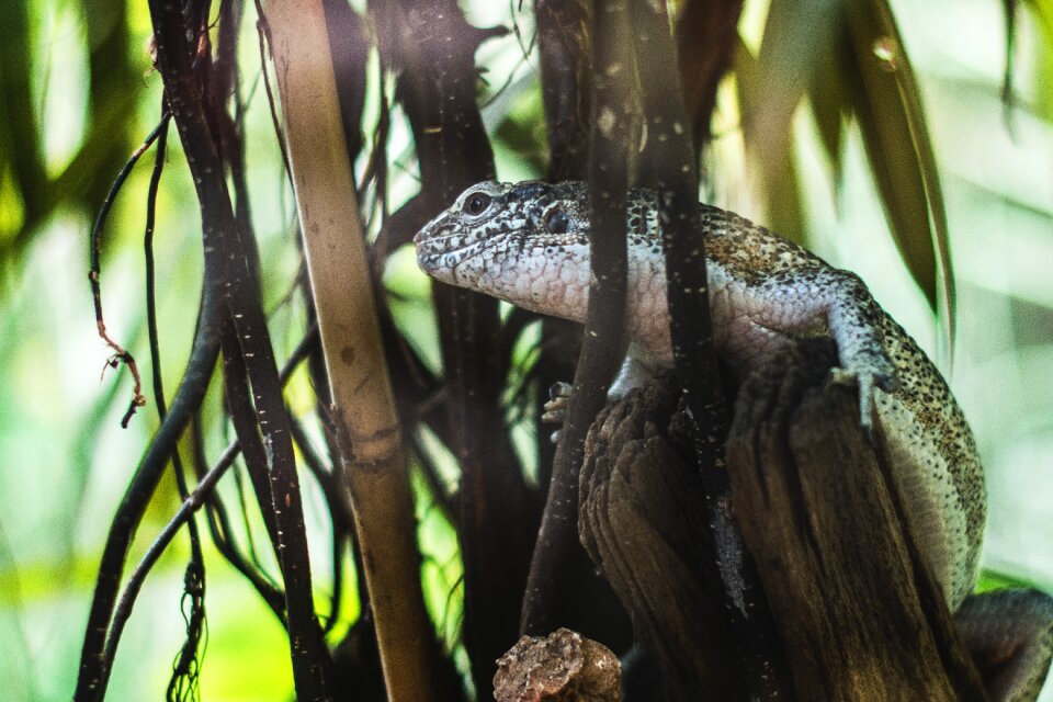 Zoo garden zoological garden