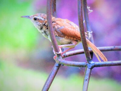 Close up metal cage wildlife