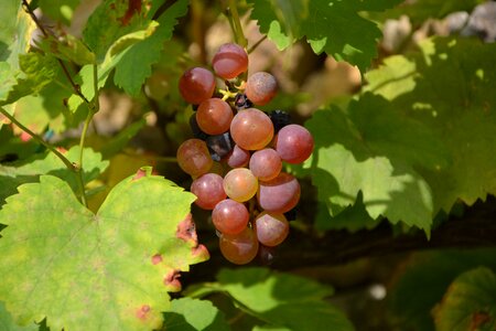 Wine harvest nature
