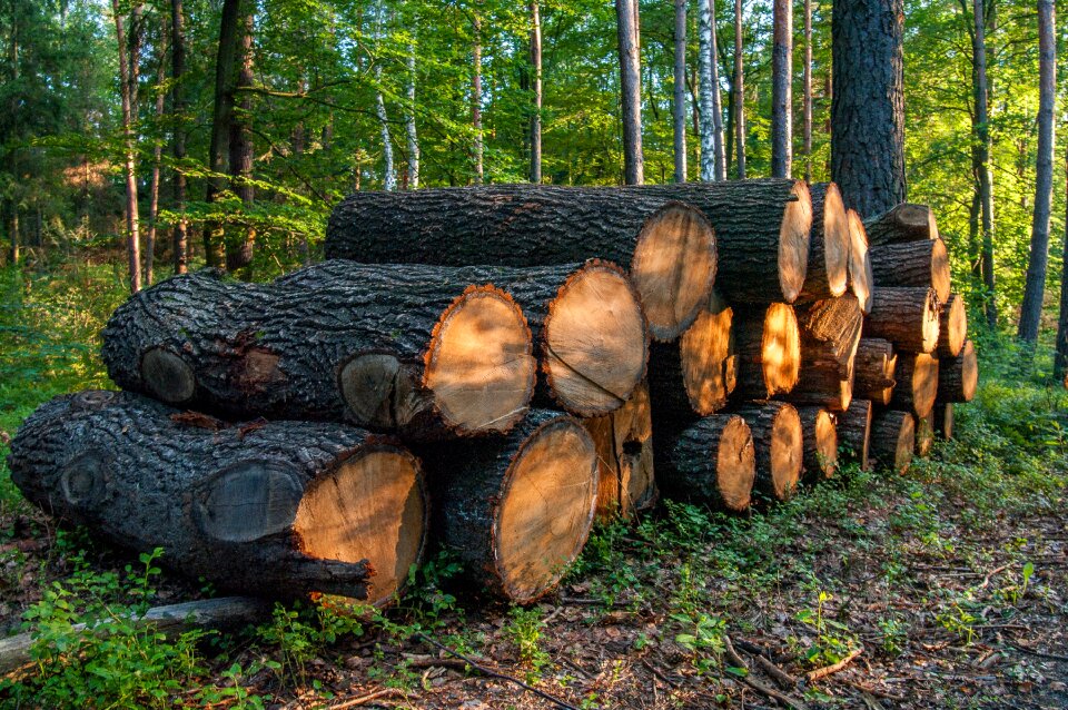 Nature tree trunks wood