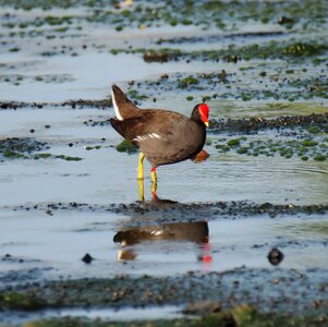 Animal waterfowl outdoors