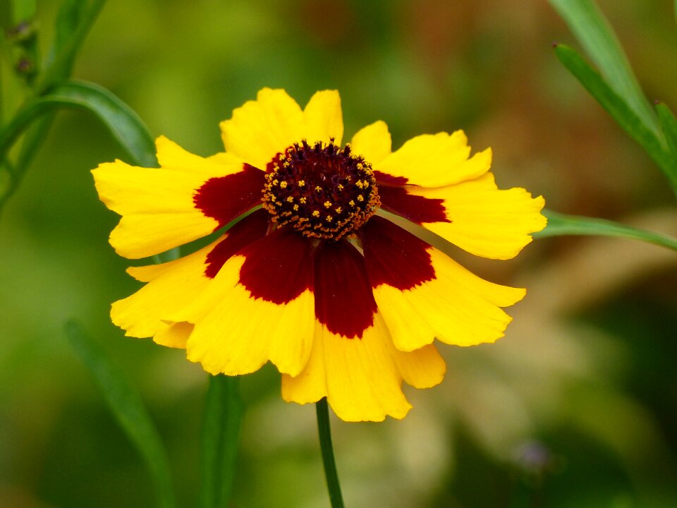 Yellow brown summer