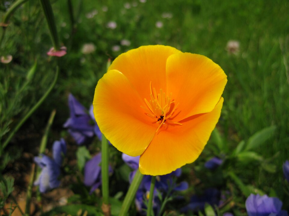 Summer garden californian poppy