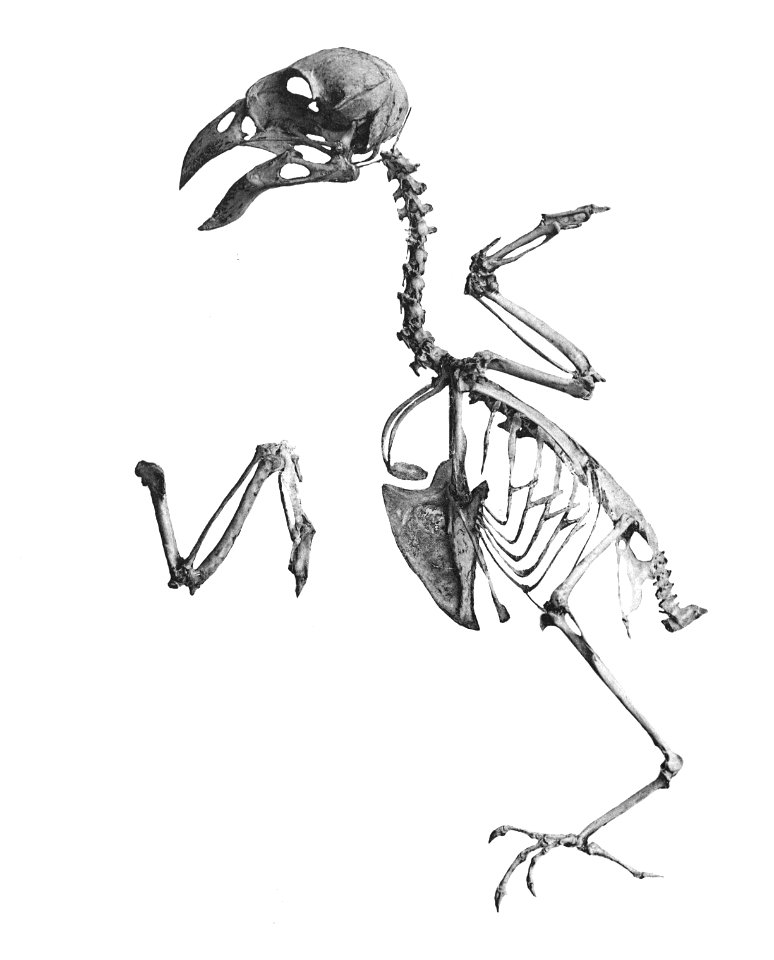 Loxia curvirostra 195