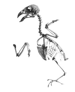 Loxia curvirostra 195