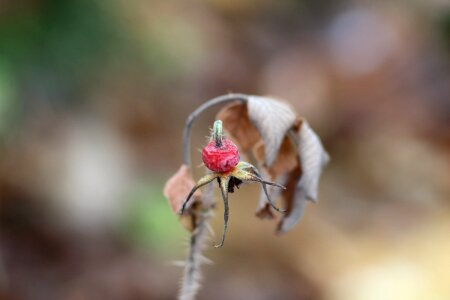 Outdoors zivotneho rose hip photo