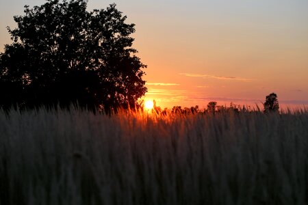 Grass field rural photo