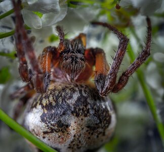 Animals arachnids macro