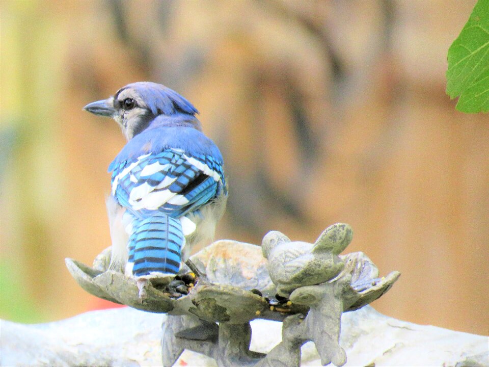 Blue jay blue and white wildlife