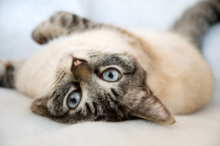Mammal small cat