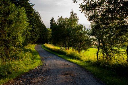 Trees slovakia forest