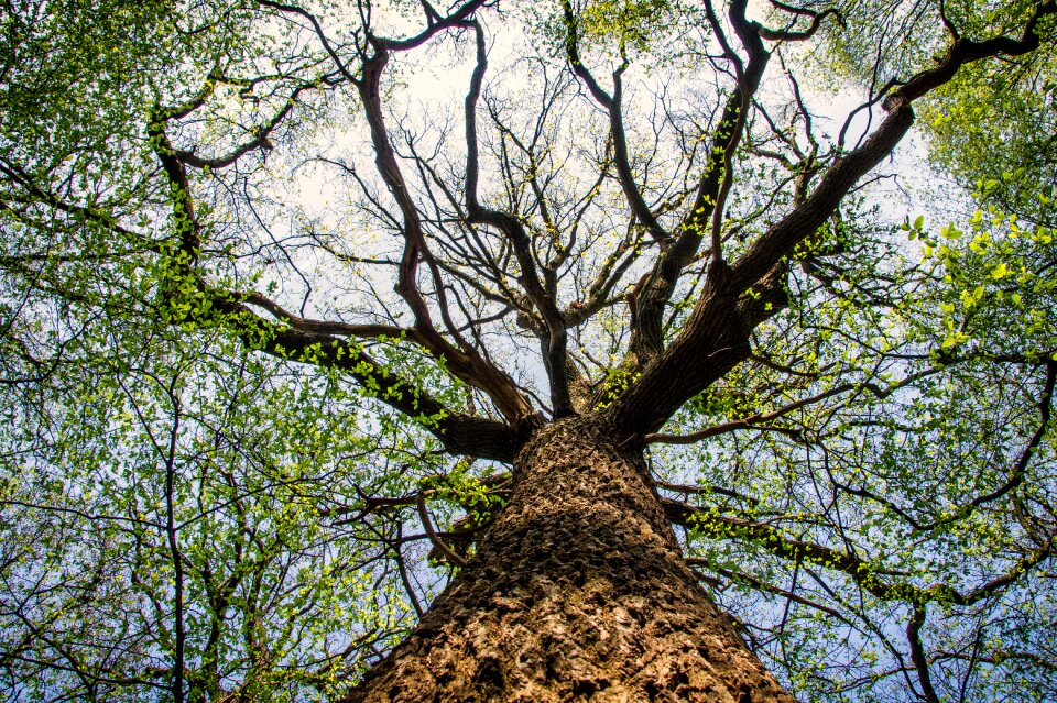 Crown perspective bark