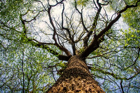 Crown perspective bark