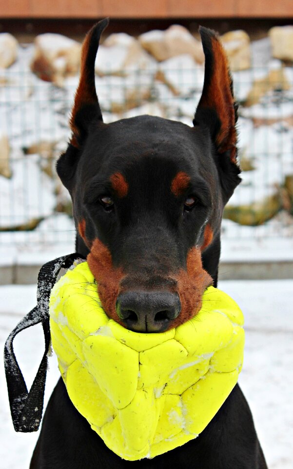 Dog portrait ball