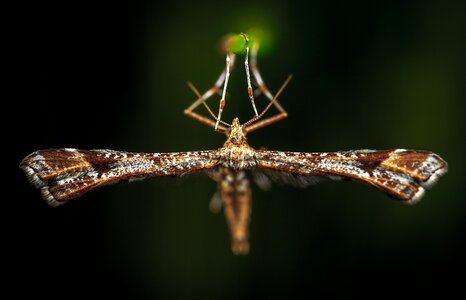No one lepidoptera macro