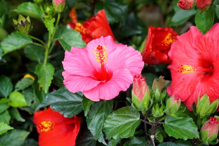 Floral exotic malaysia