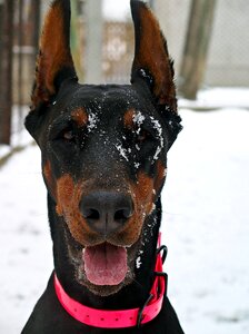 Dog head snowy
