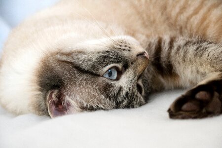 Cute fur mackerel