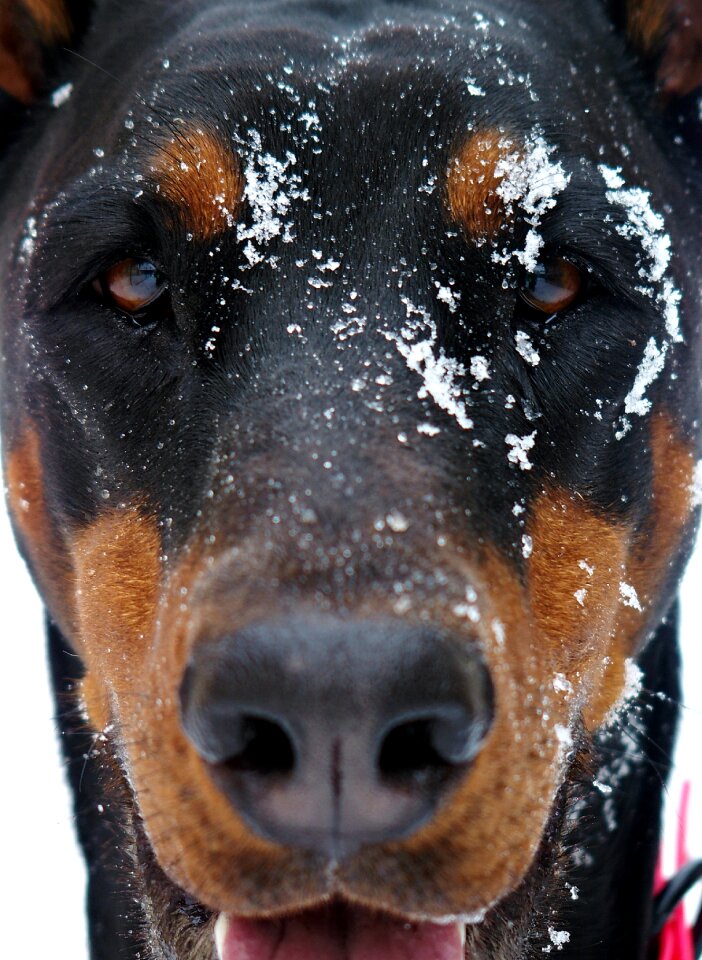 Snowy beauty portrait