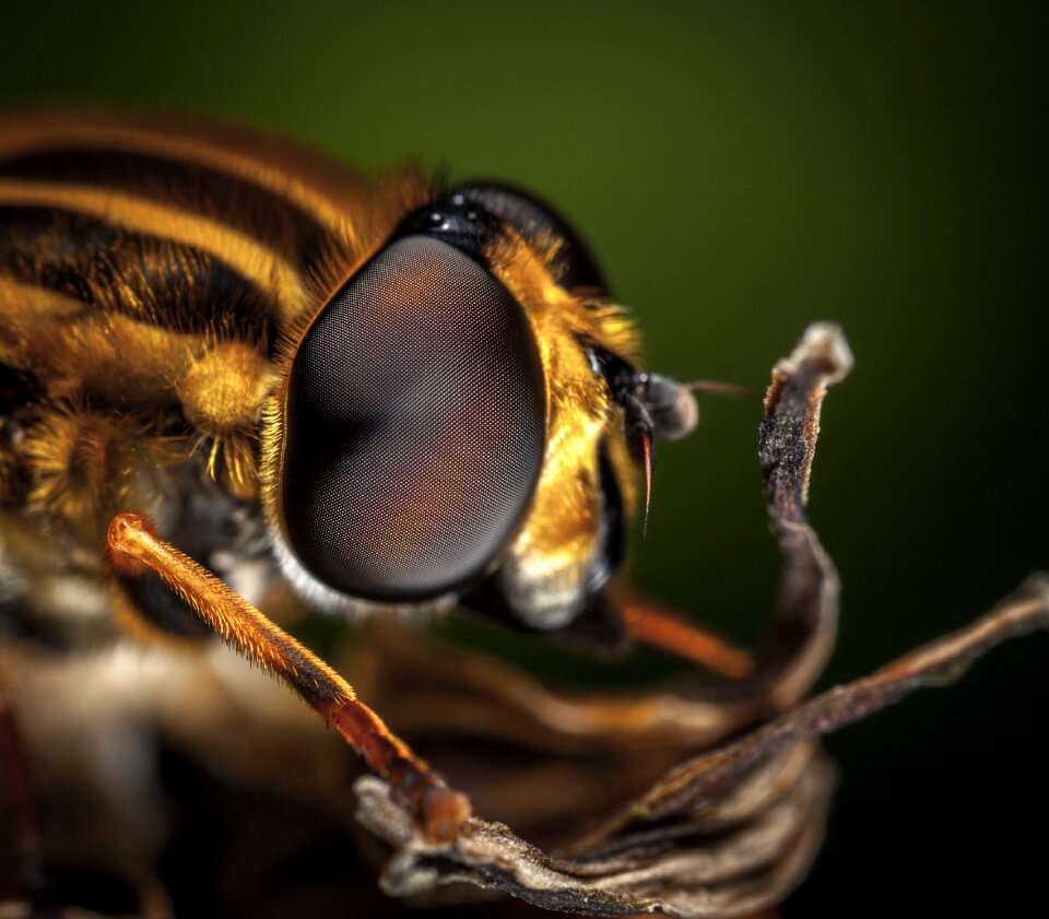 Living nature eye macro