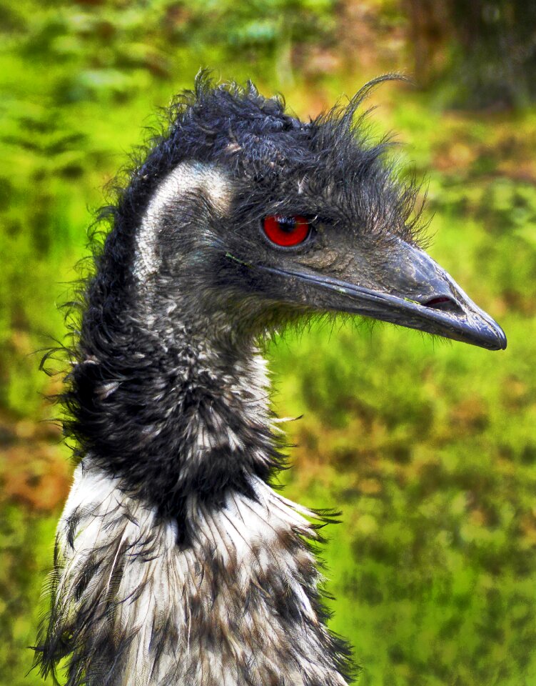 Rhea americana wildlife park zoo