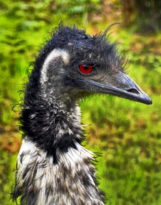 Rhea americana wildlife park zoo photo