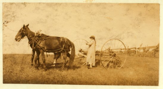Lucy Saunders hitching the team to the horse rake. See Hine Report, Rural Child Labor, August 1915. LOC nclc.00303