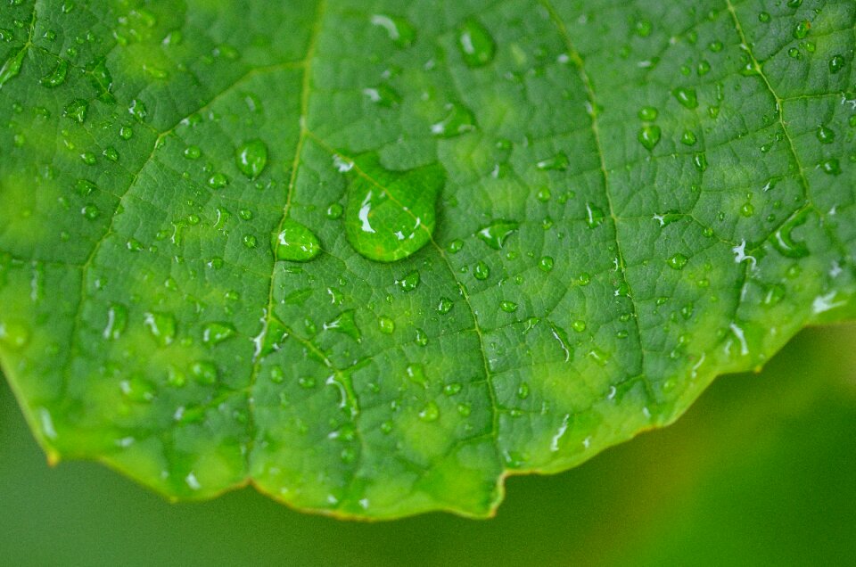 Plant green summer