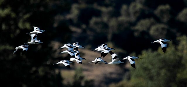 Wading birds nature water