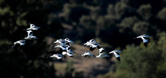 Wading birds nature water photo