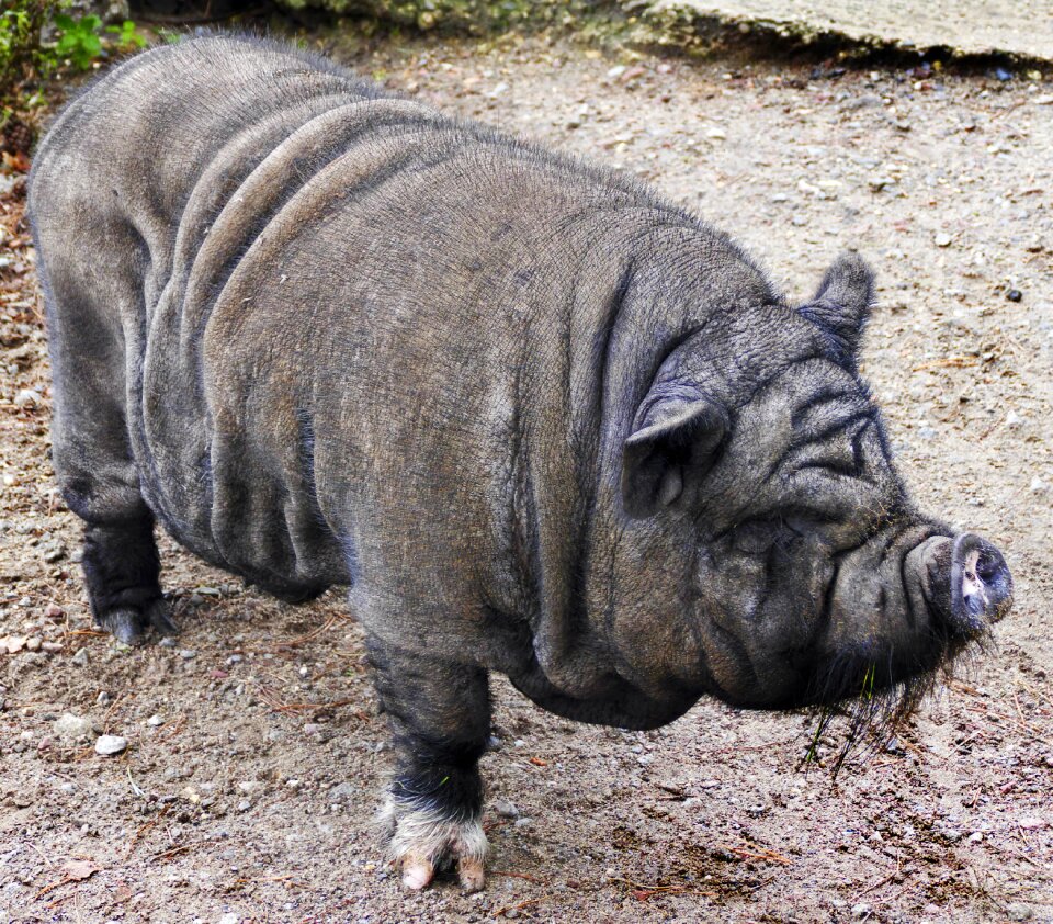 Bristle cattle domestic pig happy pig