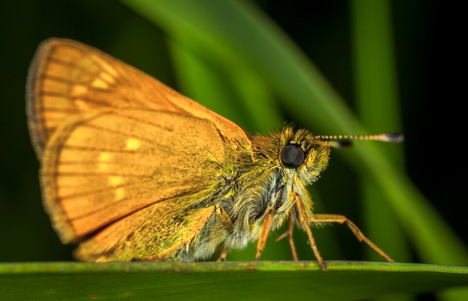 Bespozvonochnoe wing lepidoptera