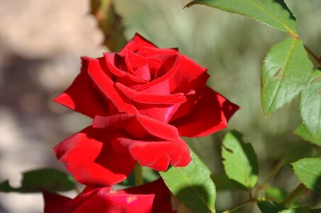 Rosa flower flowers roses