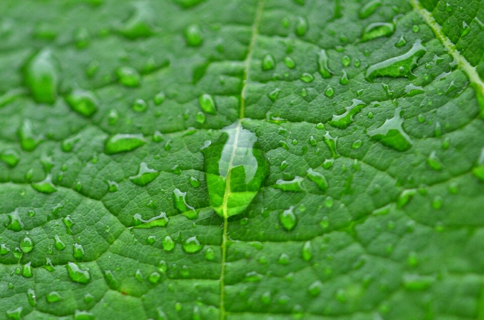 Plant green summer