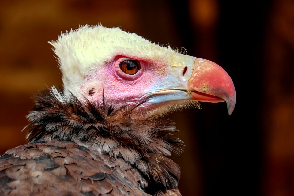Raptor bird of prey scavengers