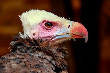 Raptor bird of prey scavengers