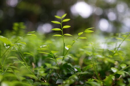 Sunlight jungle malaysia photo