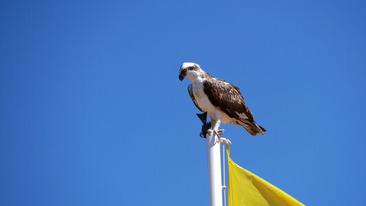 Nature animal world sky