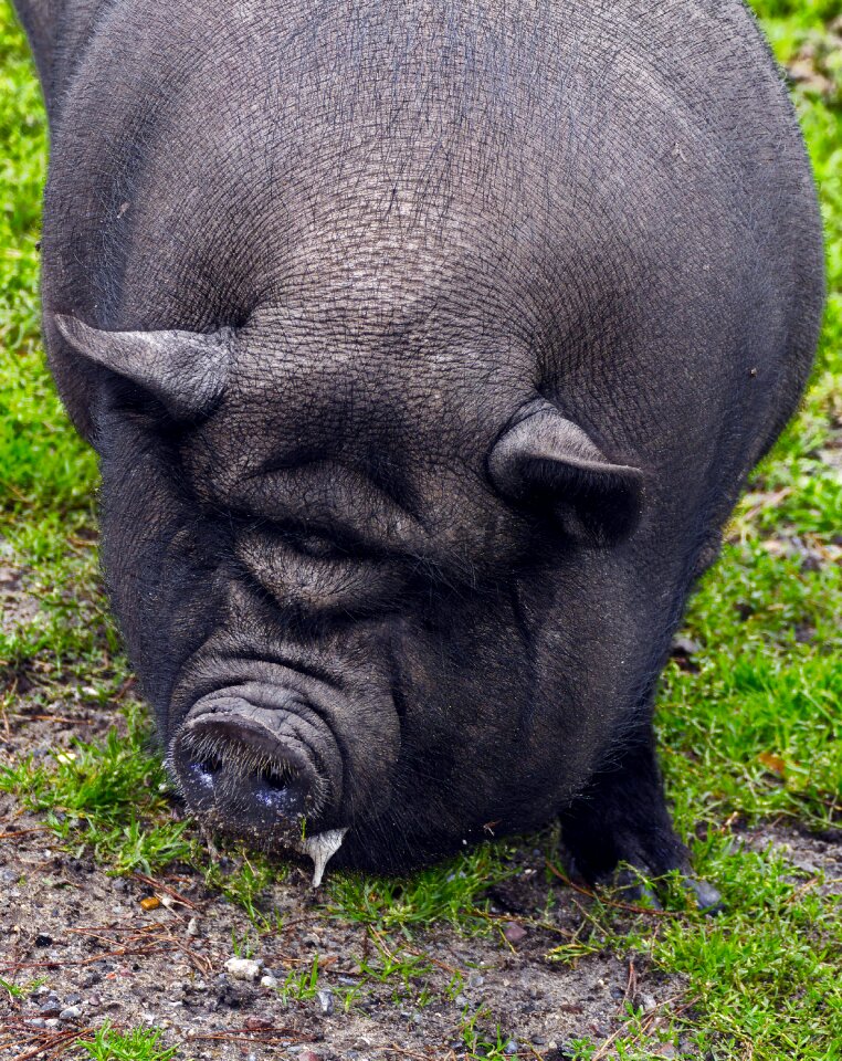 Portrait bristle cattle domestic pig