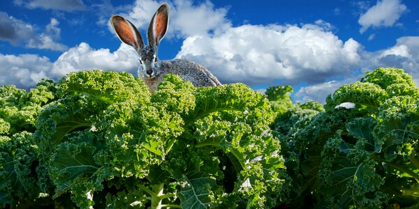 Vegetables hare agriculture